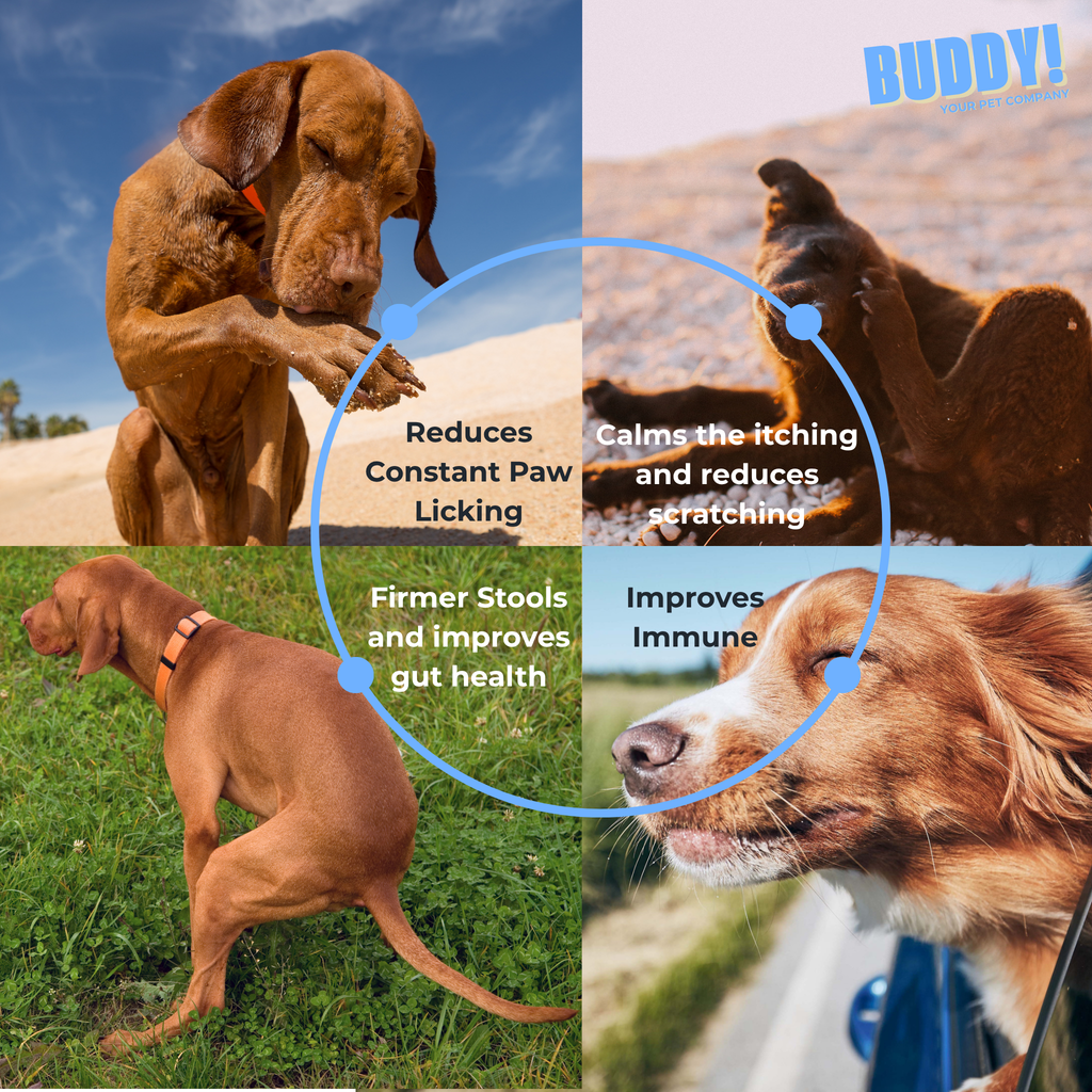 Probiotic Chews 30 Chews 60g