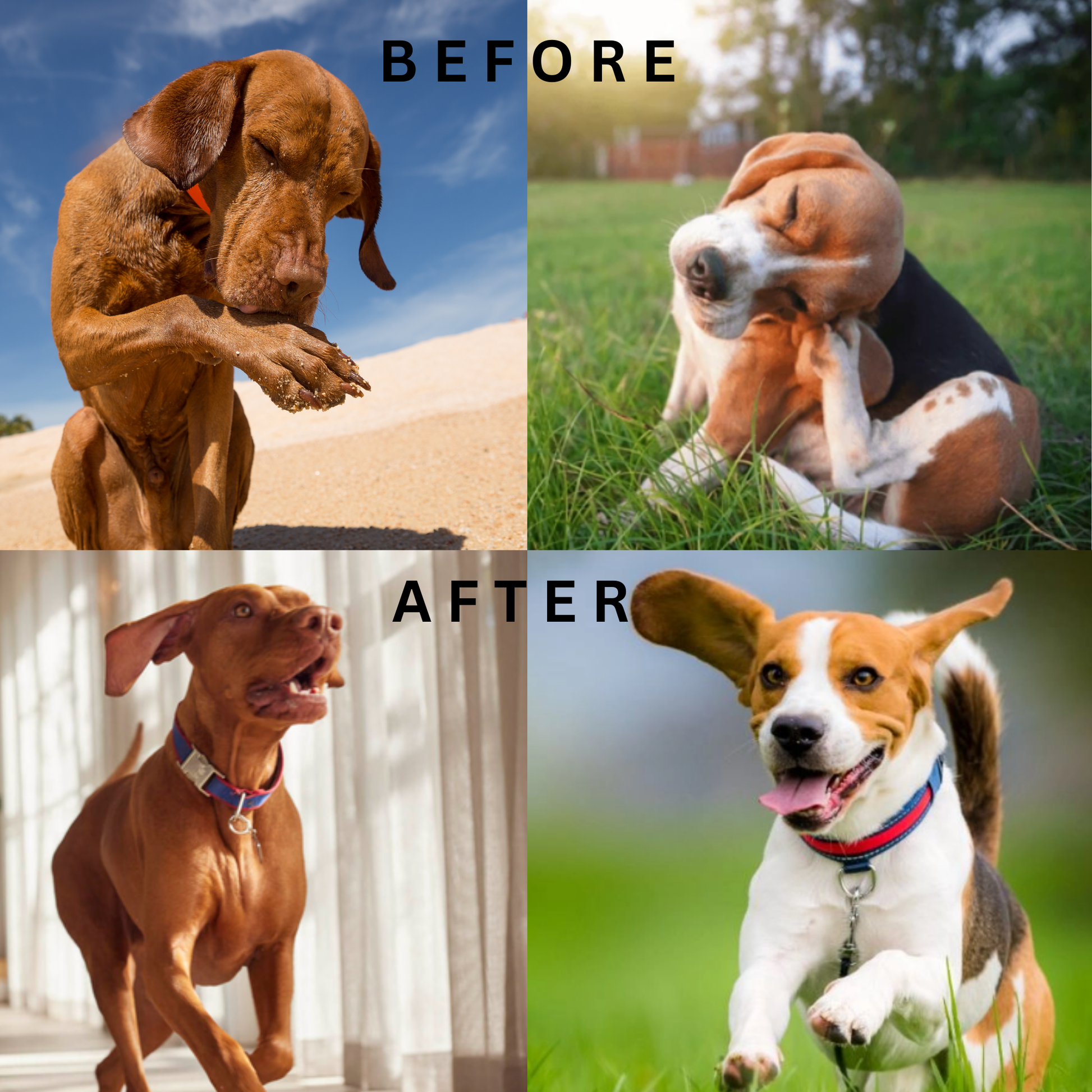 Digestive Probiotic Advanced Chews